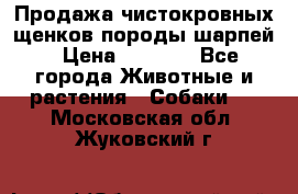 Продажа чистокровных щенков породы шарпей › Цена ­ 8 000 - Все города Животные и растения » Собаки   . Московская обл.,Жуковский г.
